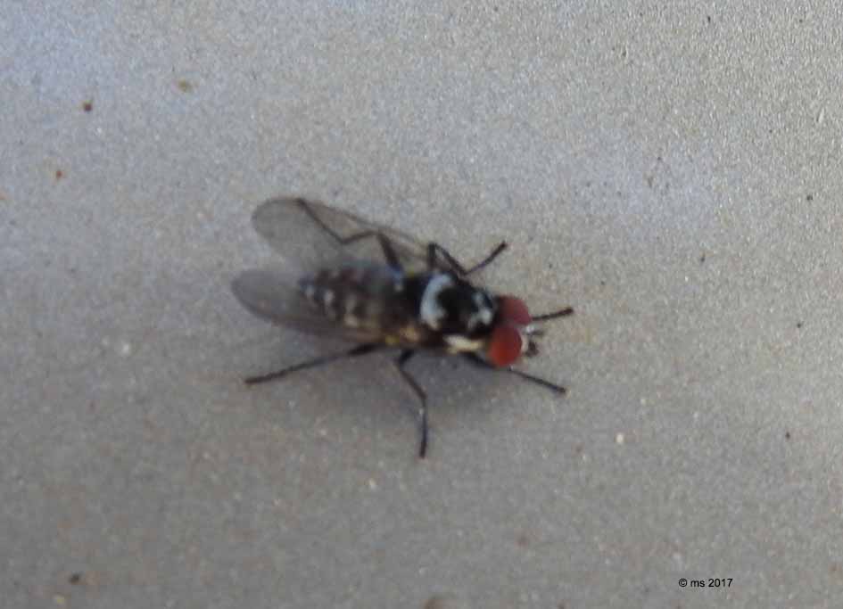 Anthomyia procellaris maschio (Anthomyiidae)